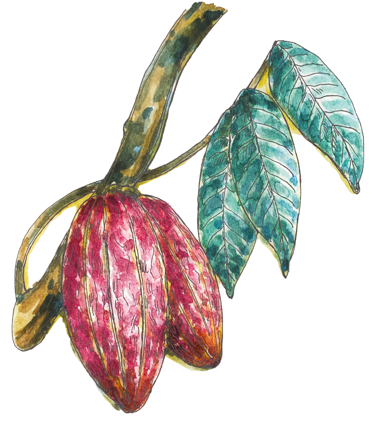 Cacao